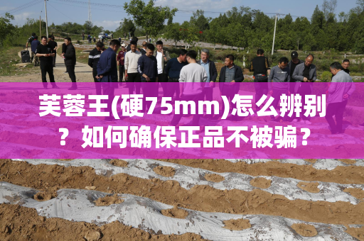 芙蓉王(硬75mm)怎么辨别？如何确保正品不被骗？